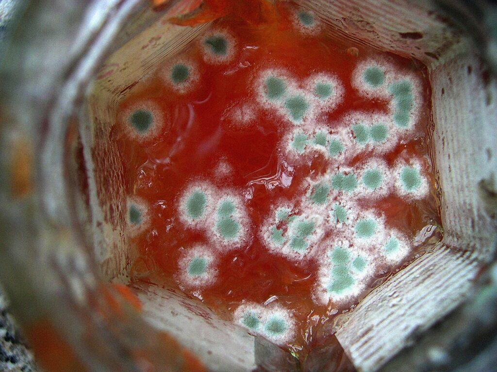 white and green mold in jar of jelly