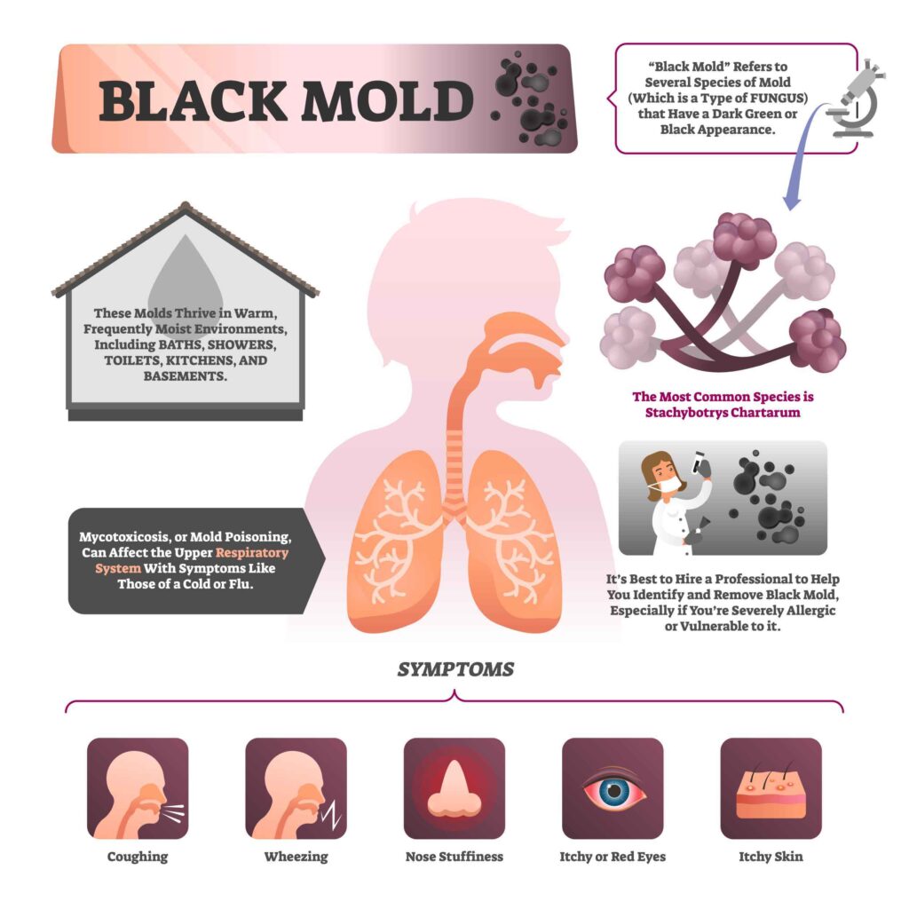 An infographic chart explaining how black mold affects the human respiratory system.
